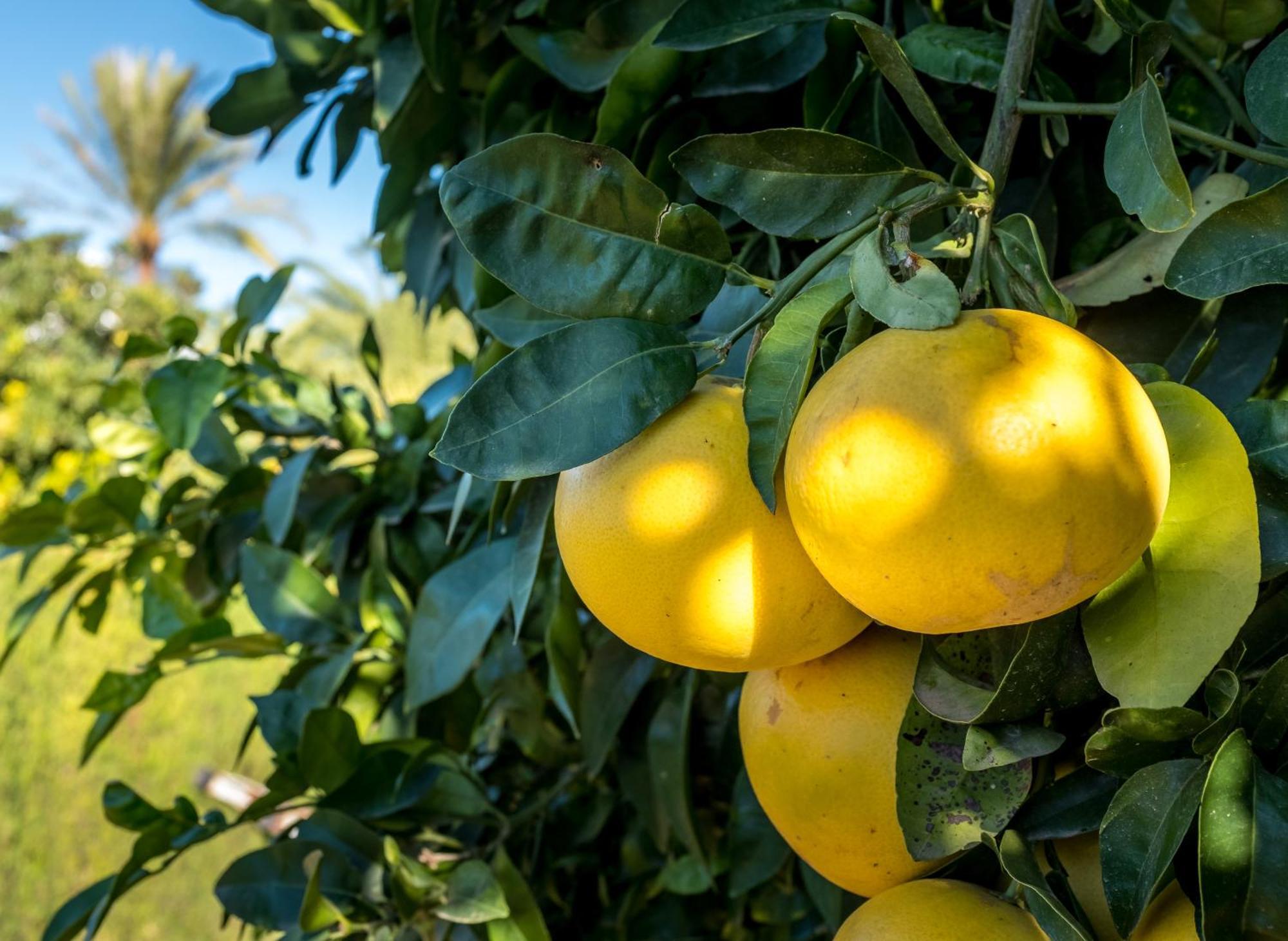 Finca De La Pansa Беніса Екстер'єр фото